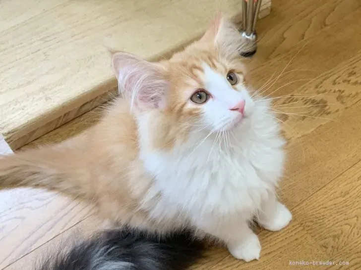 猫 ブリーダー ノルウェージャンから理想の子猫を見つける完全ガイド